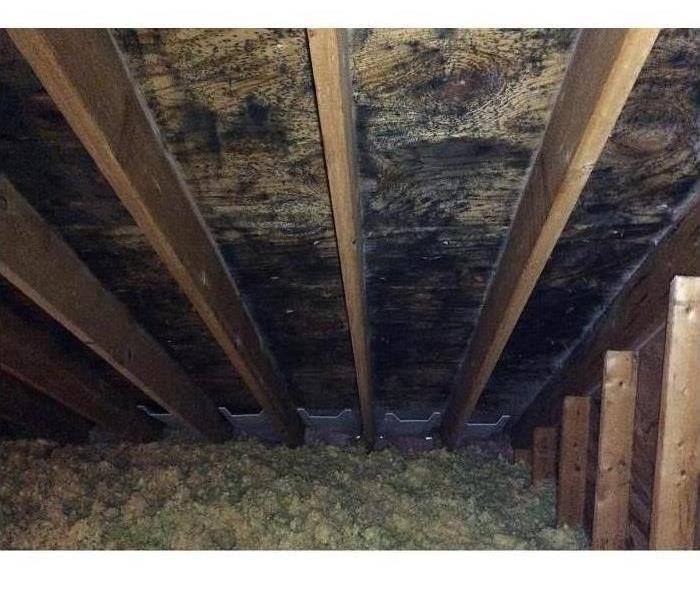 This is mold in an attic space