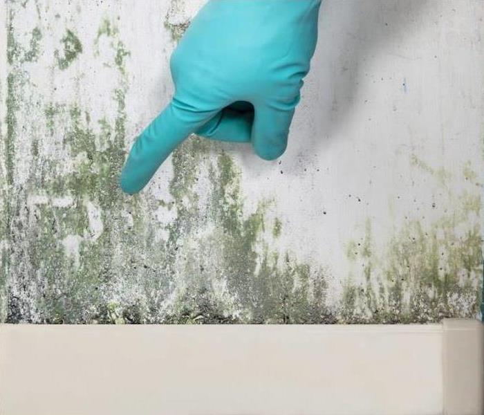 mold on wall with glove & hand