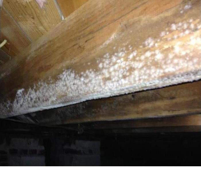 Wood floor joist in crawl space covered with mold