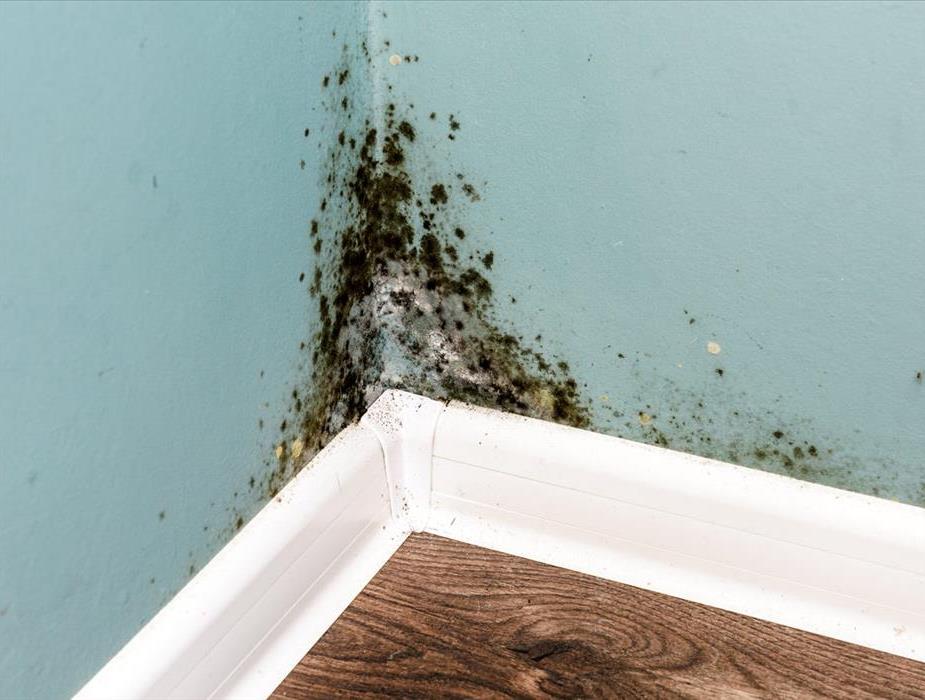 What are the signs of mold in your home? 
